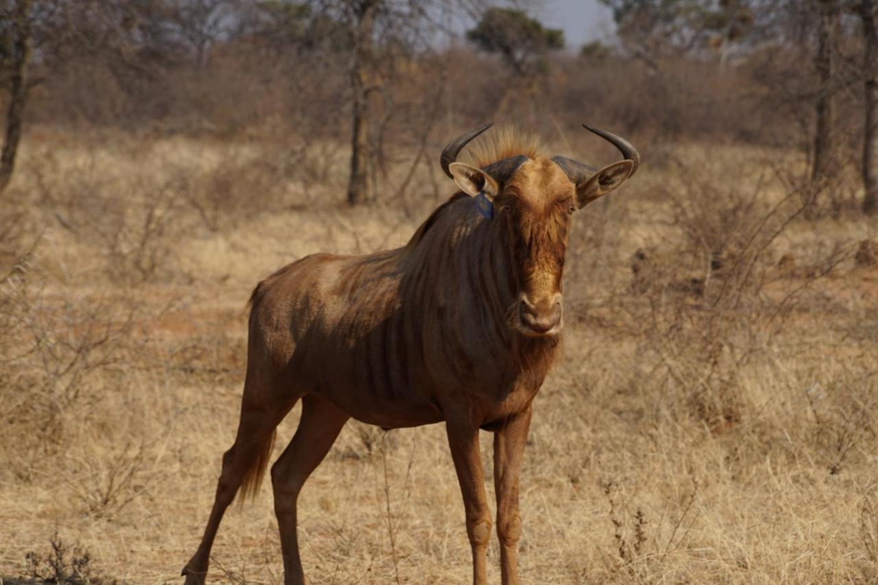 Kwele Game Lodge Beauty 외부 사진