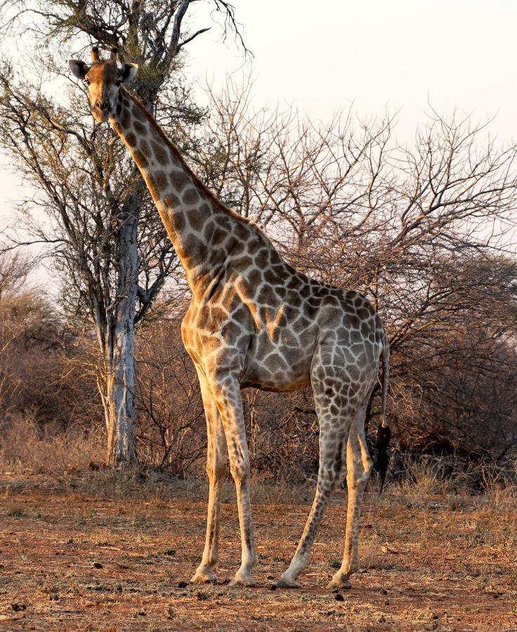 Kwele Game Lodge Beauty 외부 사진