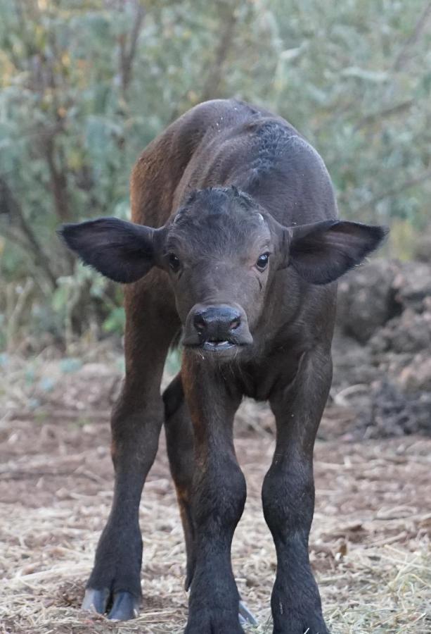Kwele Game Lodge Beauty 외부 사진