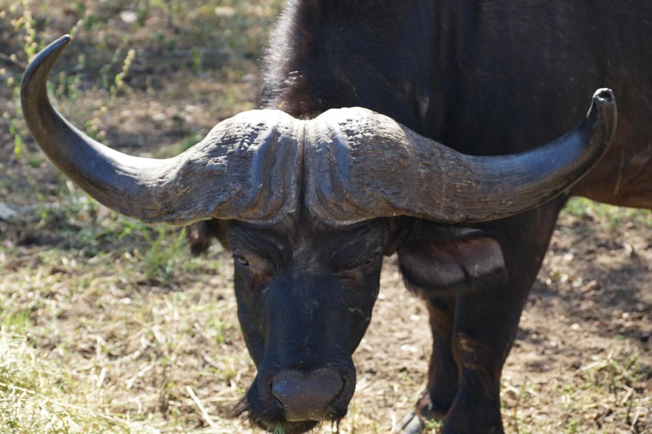 Kwele Game Lodge Beauty 외부 사진