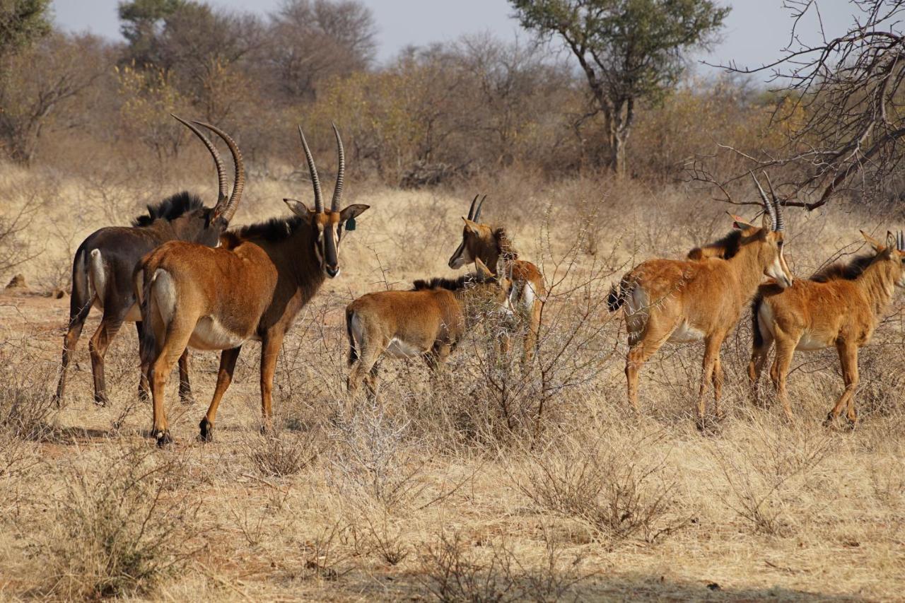 Kwele Game Lodge Beauty 외부 사진