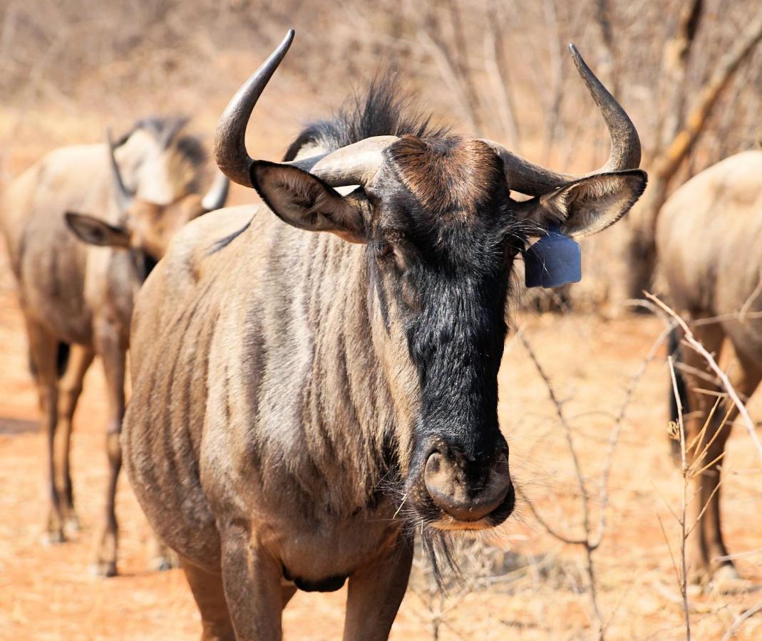 Kwele Game Lodge Beauty 외부 사진